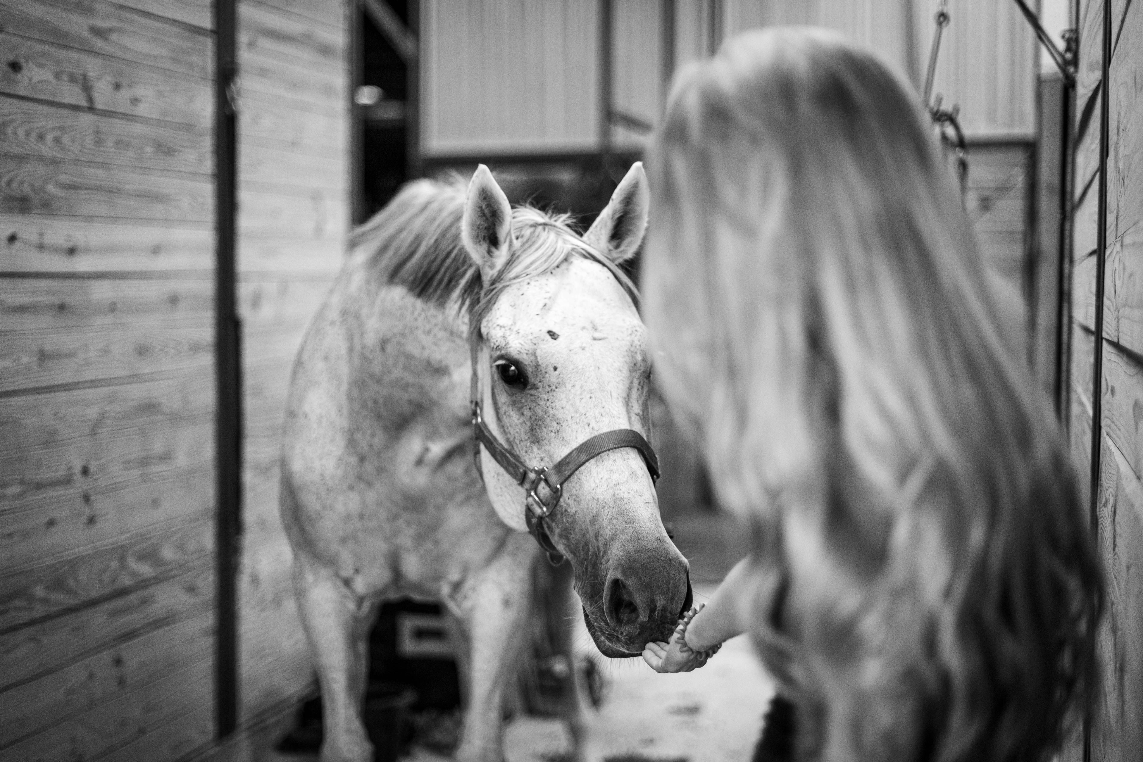 Equine wellness session by Birdie's Touch